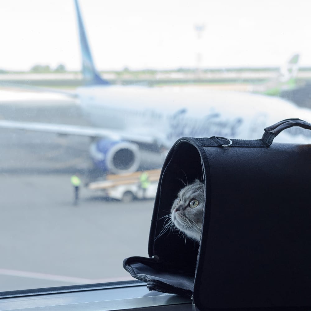 Travel Health Certificates for Pets | Parrish Veterinarian